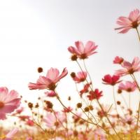 Pink Flowers