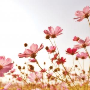 Pink Flowers