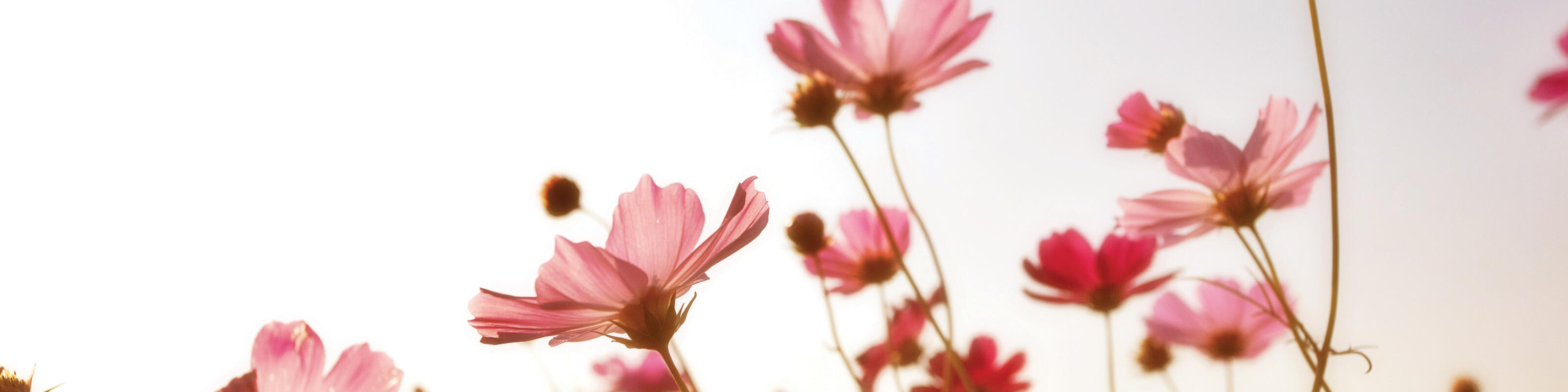 Pink Flowers